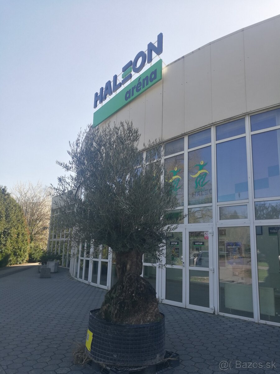 Olivovník bonsai