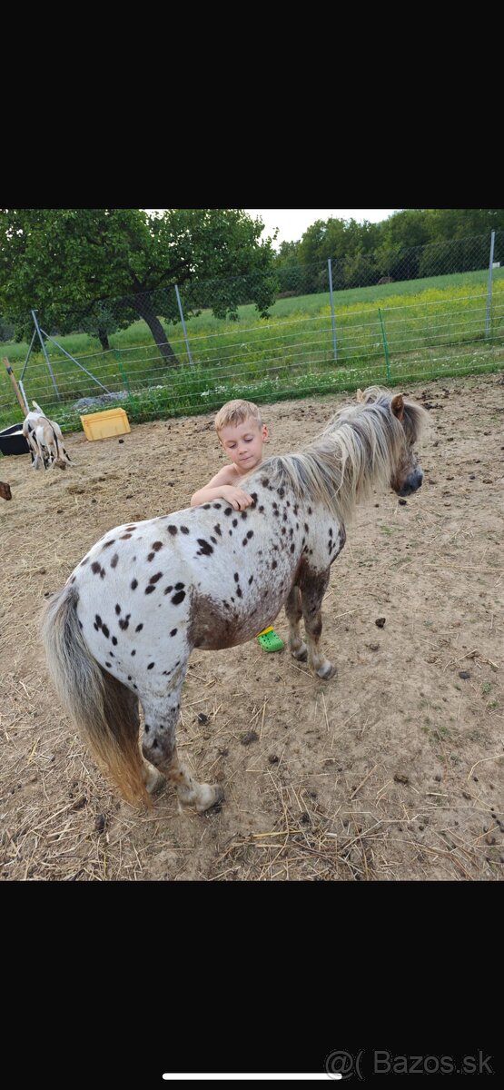 PÁR MINI PONÍKOV