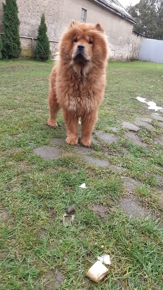 Cau cau kupim