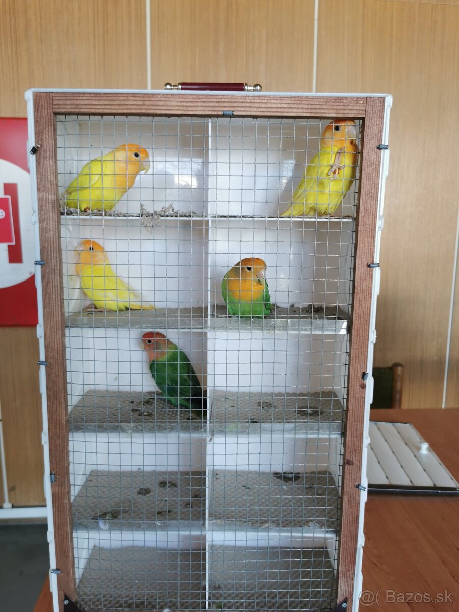 Agapornis