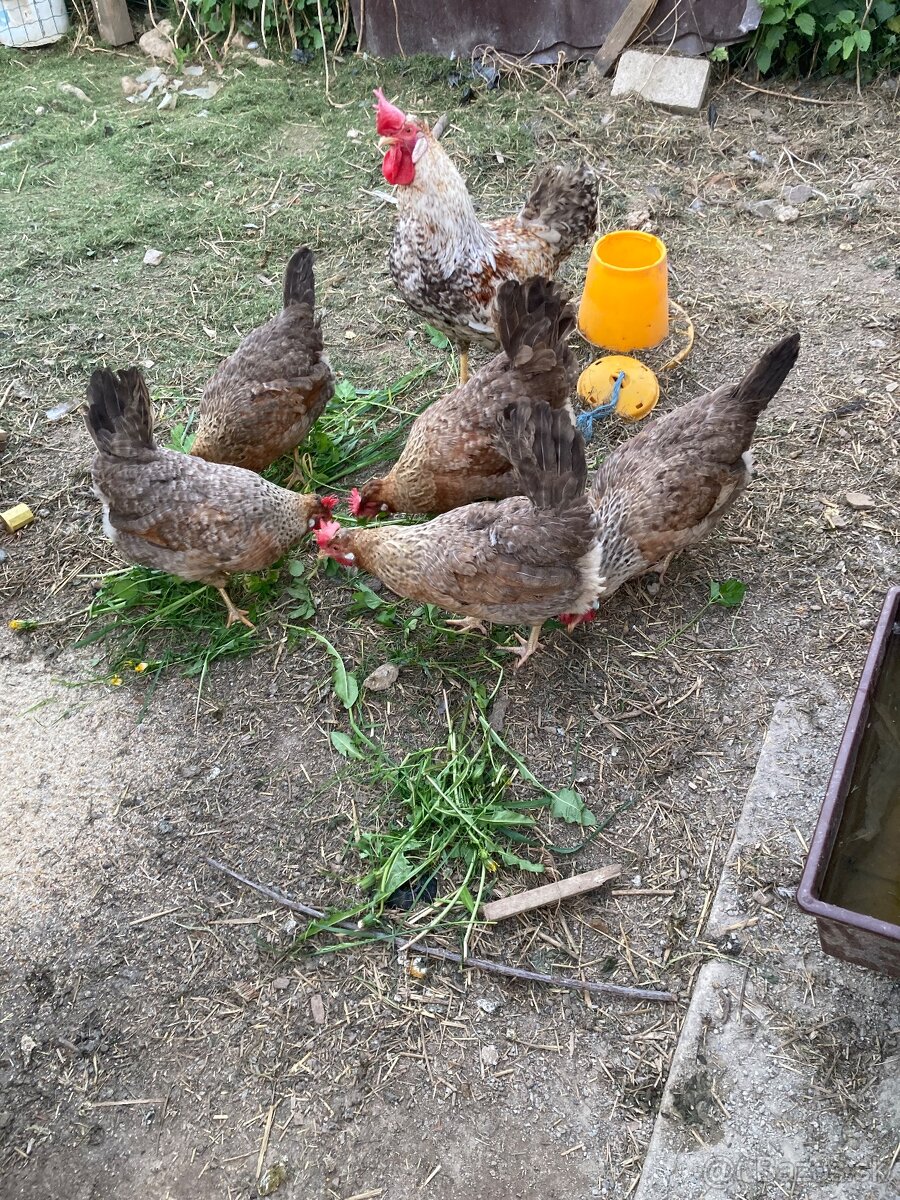 Marans , perlička , kohut
