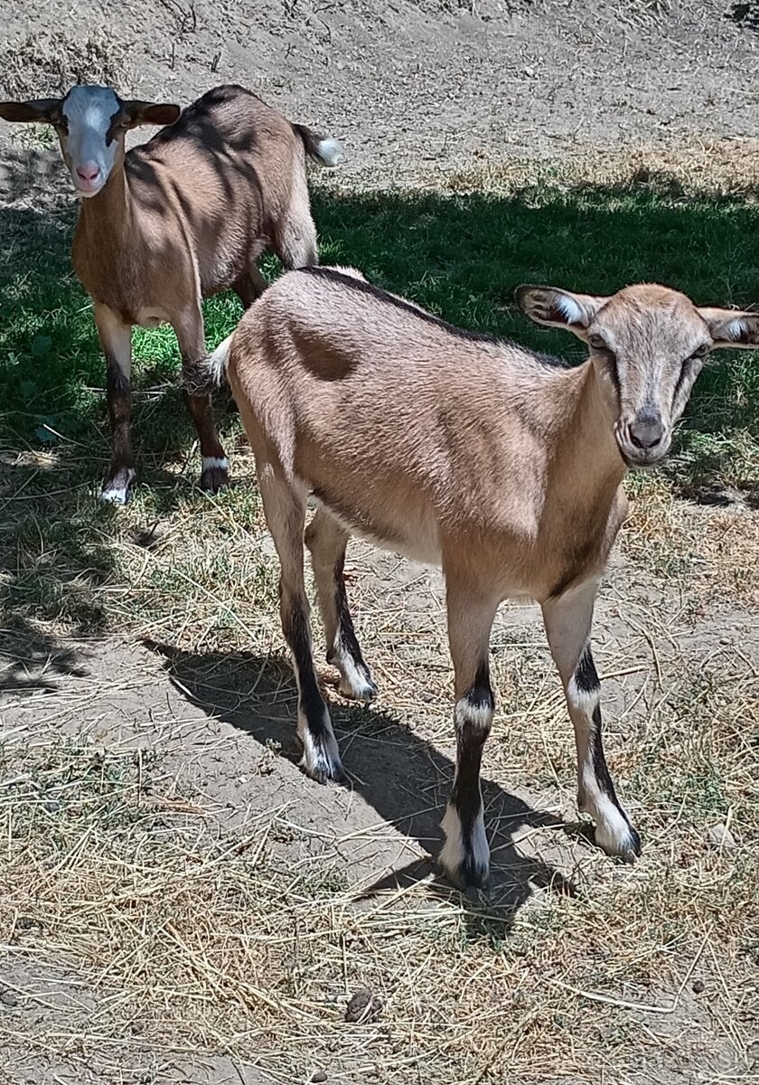 Kozlata