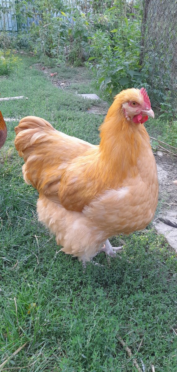 Kohut orpington žltý