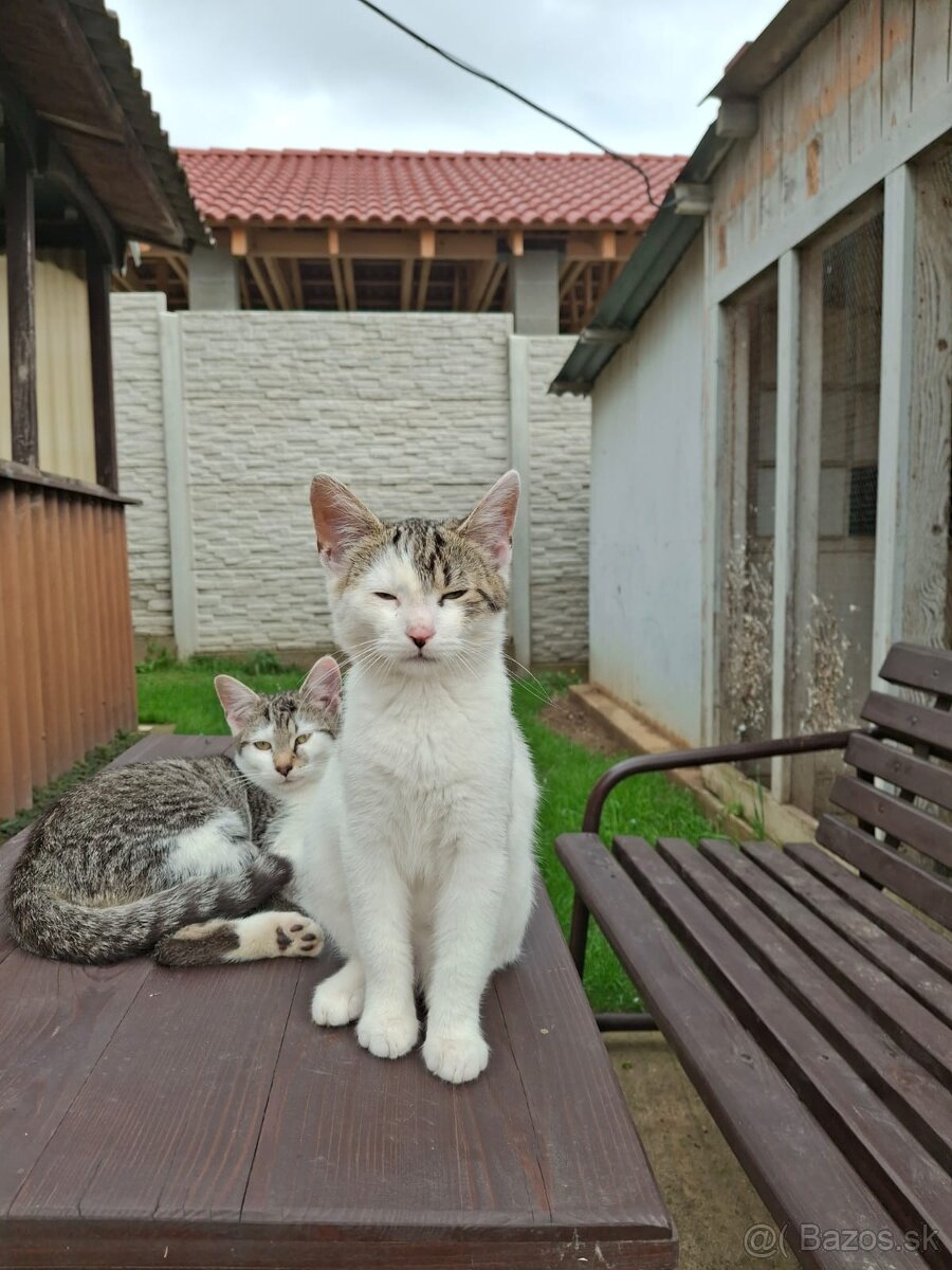 Mačiatka