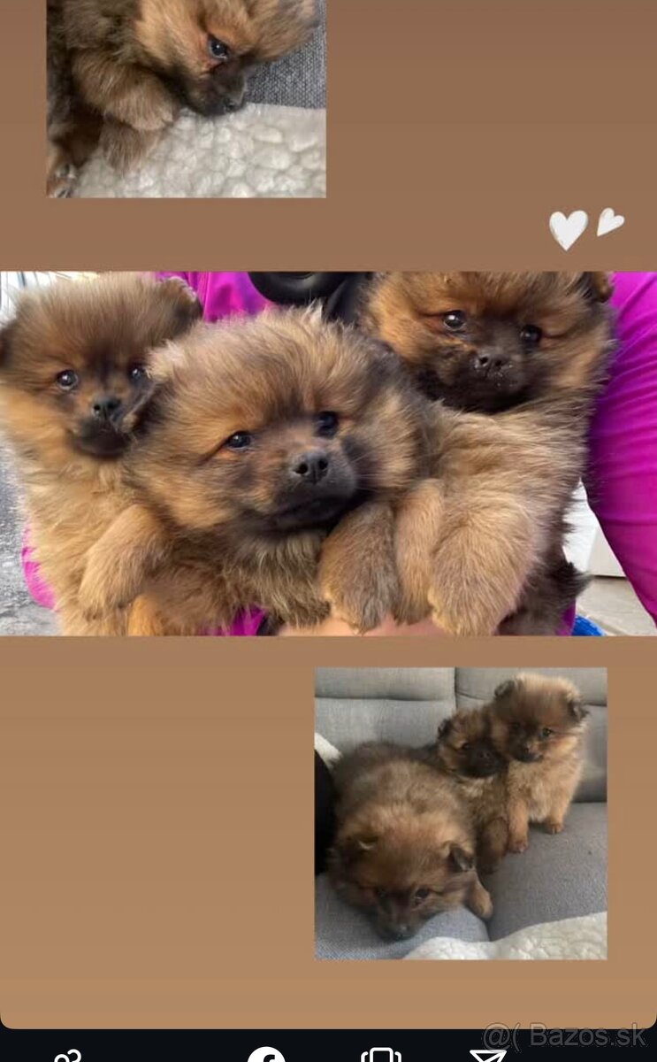 Predám šteniatko sučku trpaslíci špic-pomerian