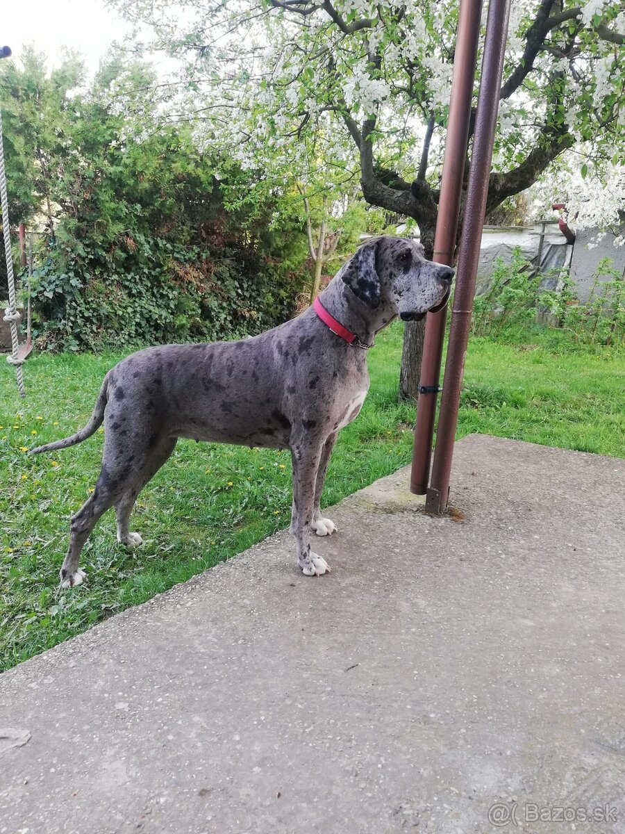 NEMECKÁ DOGA