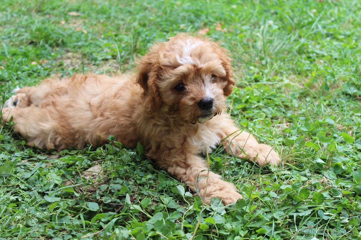 Cavapoo