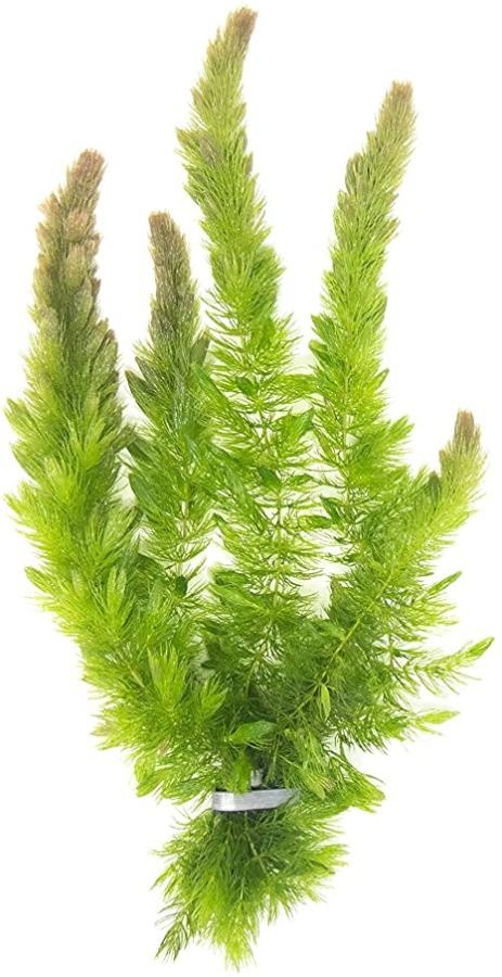 Ceratophyllum Demersum(Rožkatec)
