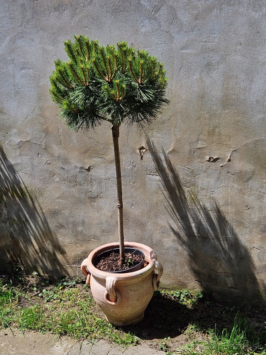 Borovica cierna Brepo pinus nigra