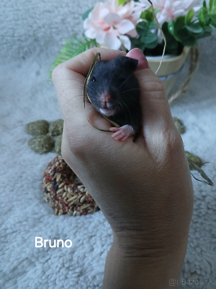 Darujeme nádherné mláďatá sýrskych škrečkov