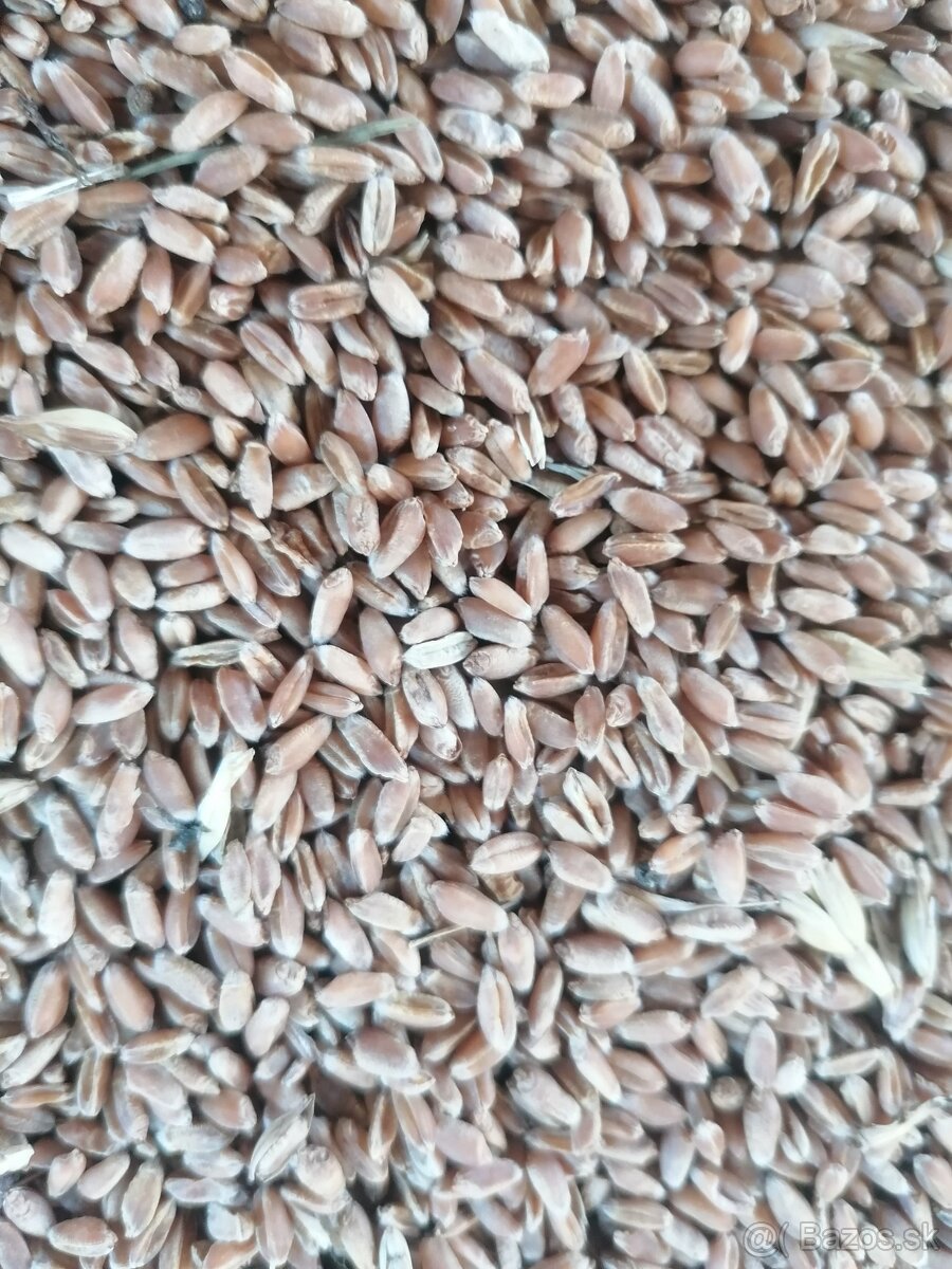 Predám kukuricu, pšenicu.,tritikale,jačmeň,ovos, raž.