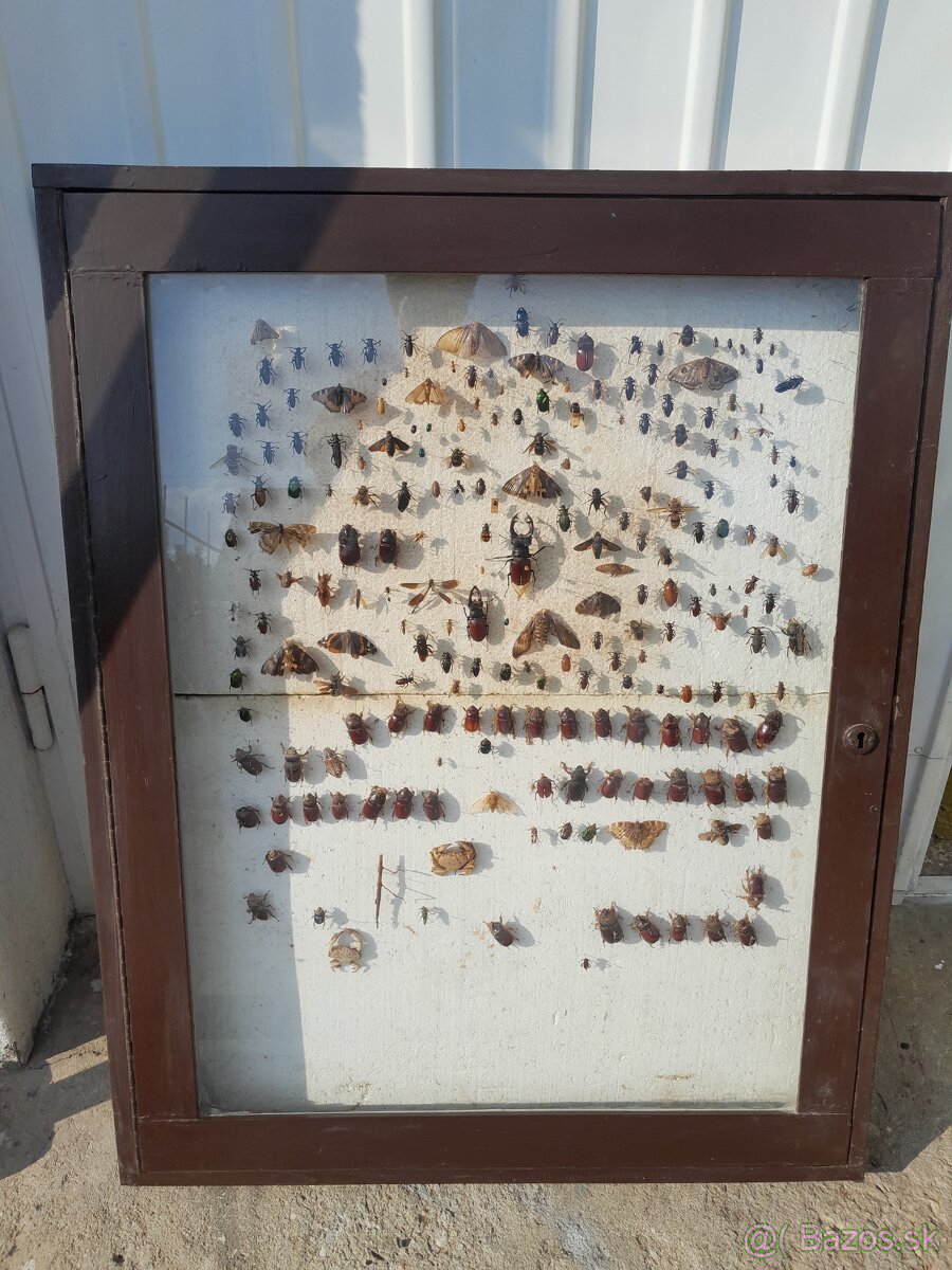 Vitrina , vyvesna skrinka , zbierka hmyzu