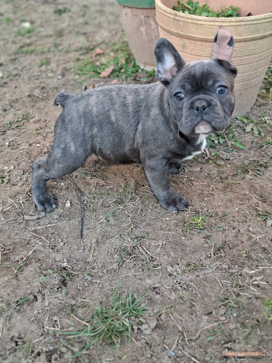 Francúzsky buldoček modrý