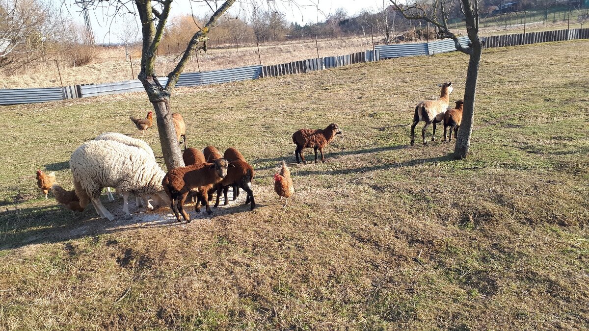 Predam 3 ovečky kamerunske