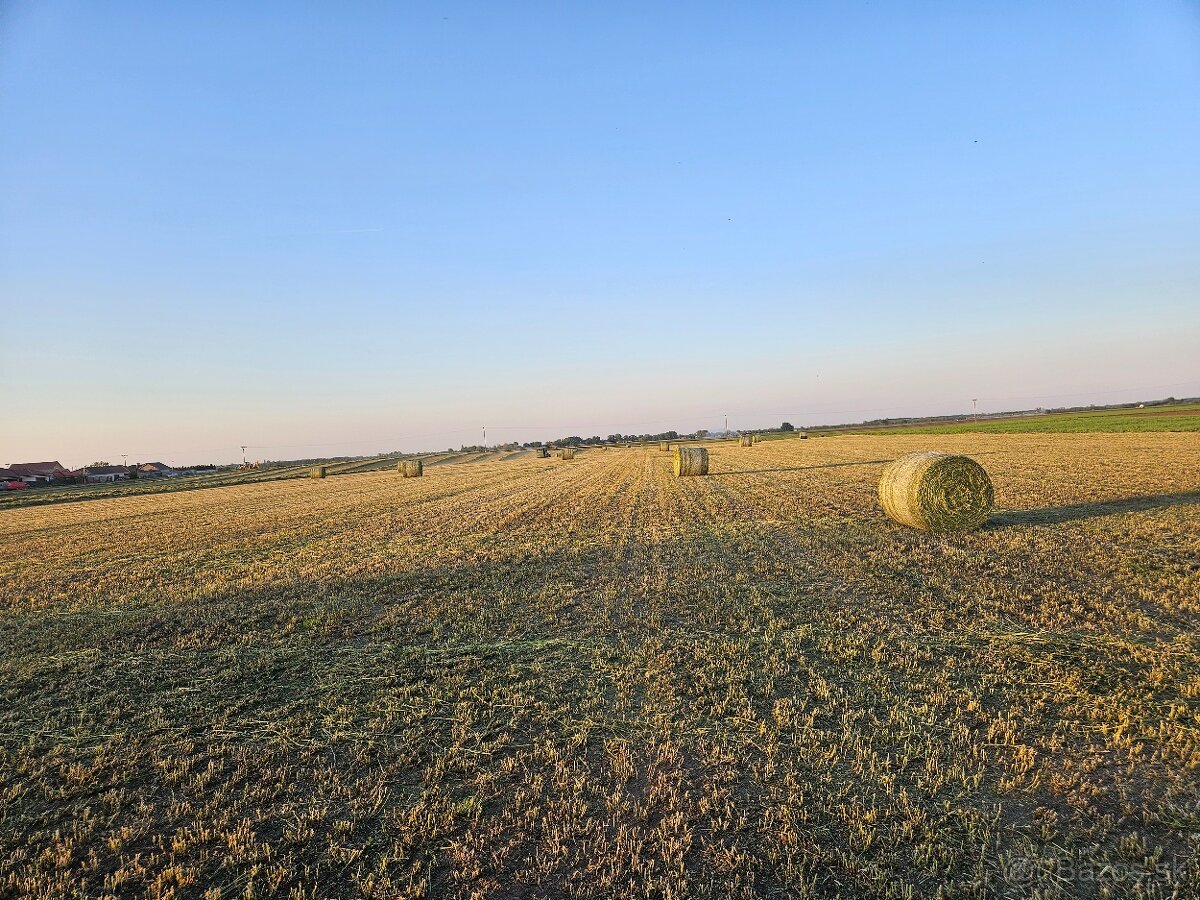 Datelina,lucerna 2.kosba sucha