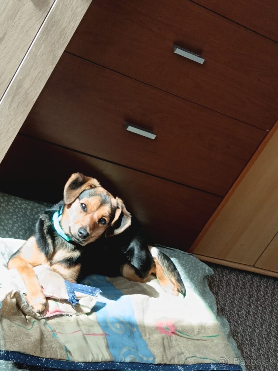 Darujem kríženca Jazvečíka a Jack Russel