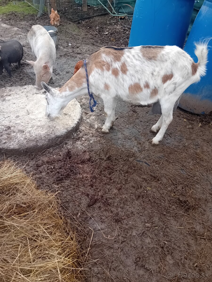 Napredaj dojna koza