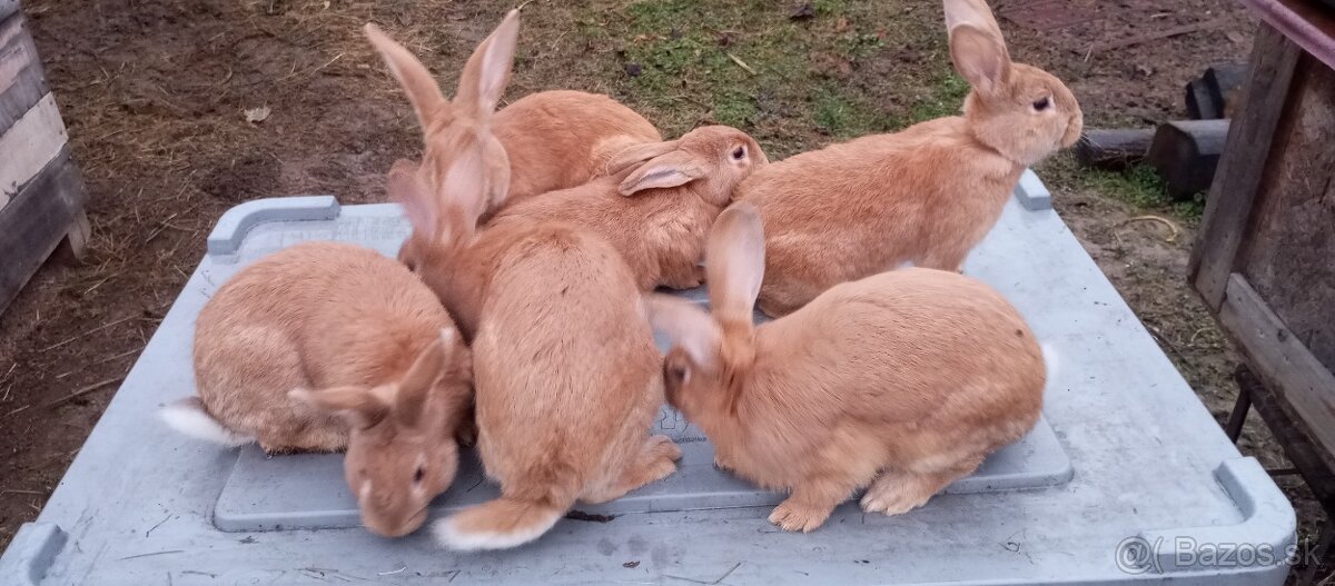 Burgundský+Belgický obor žltý