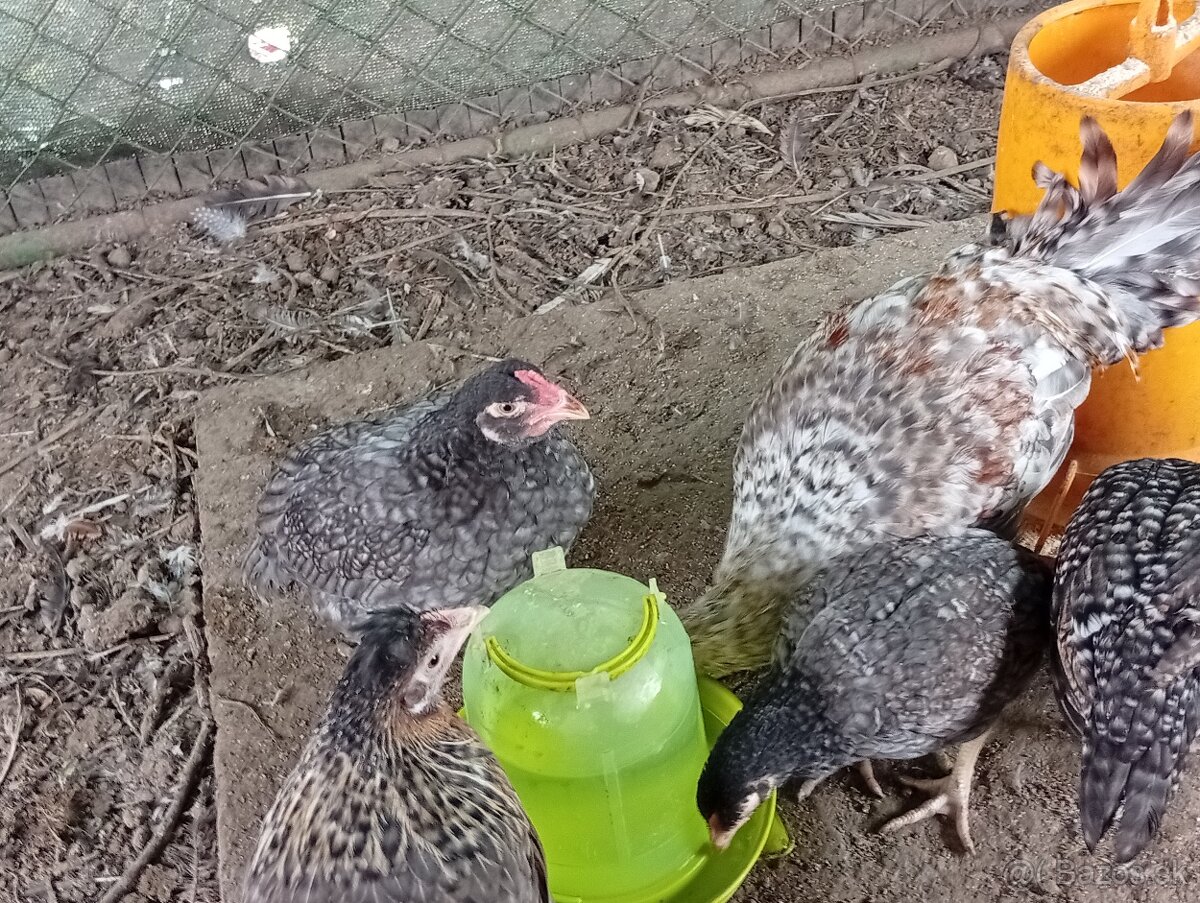 Indická bojovníčka