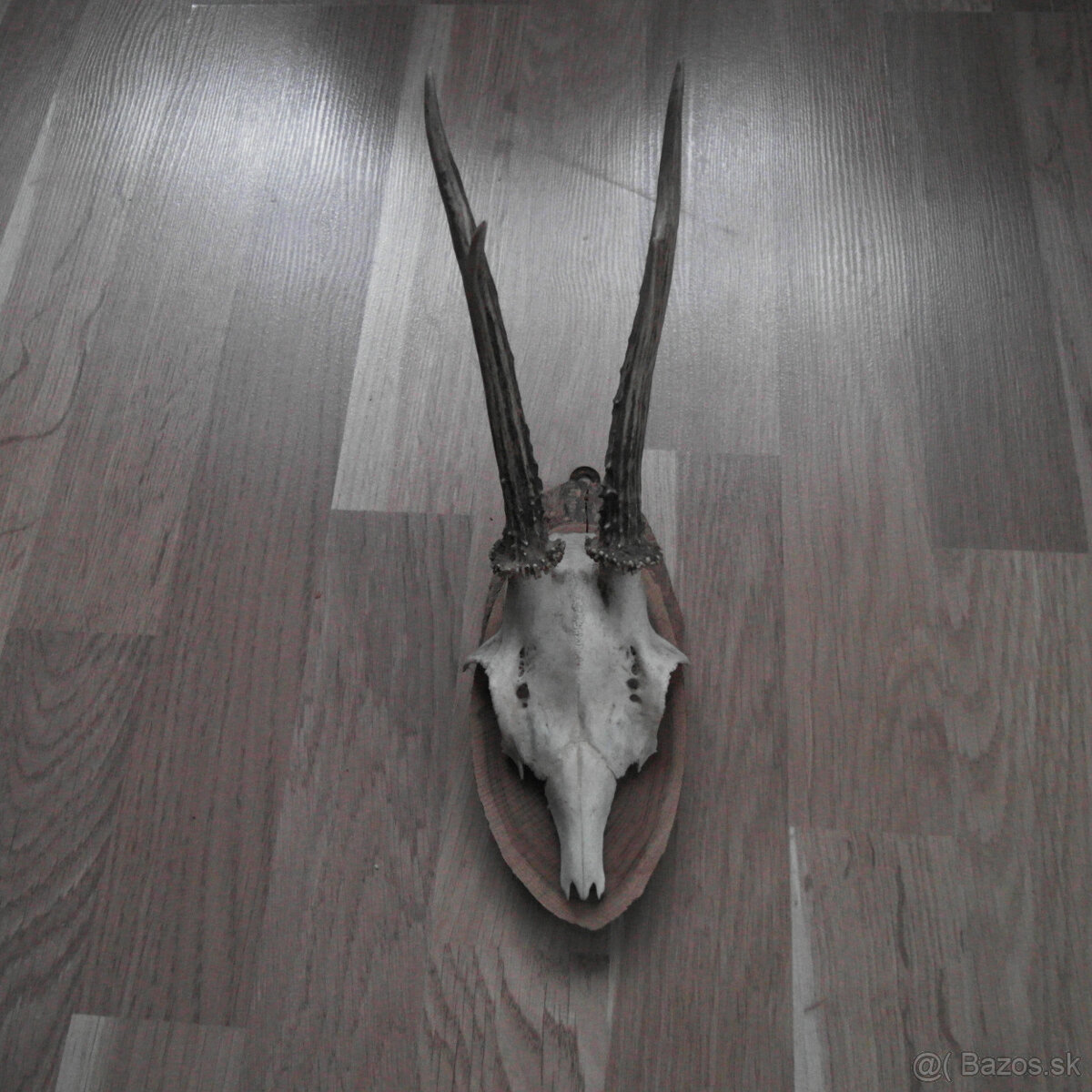 Parožie trofej jeleň lebka