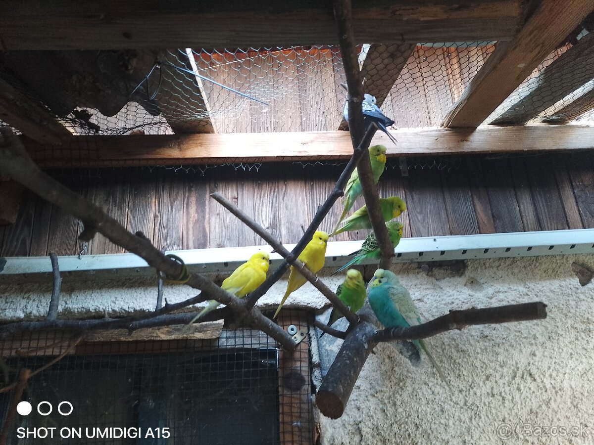 Predám andulky Alexandra maleho kakariky rozela