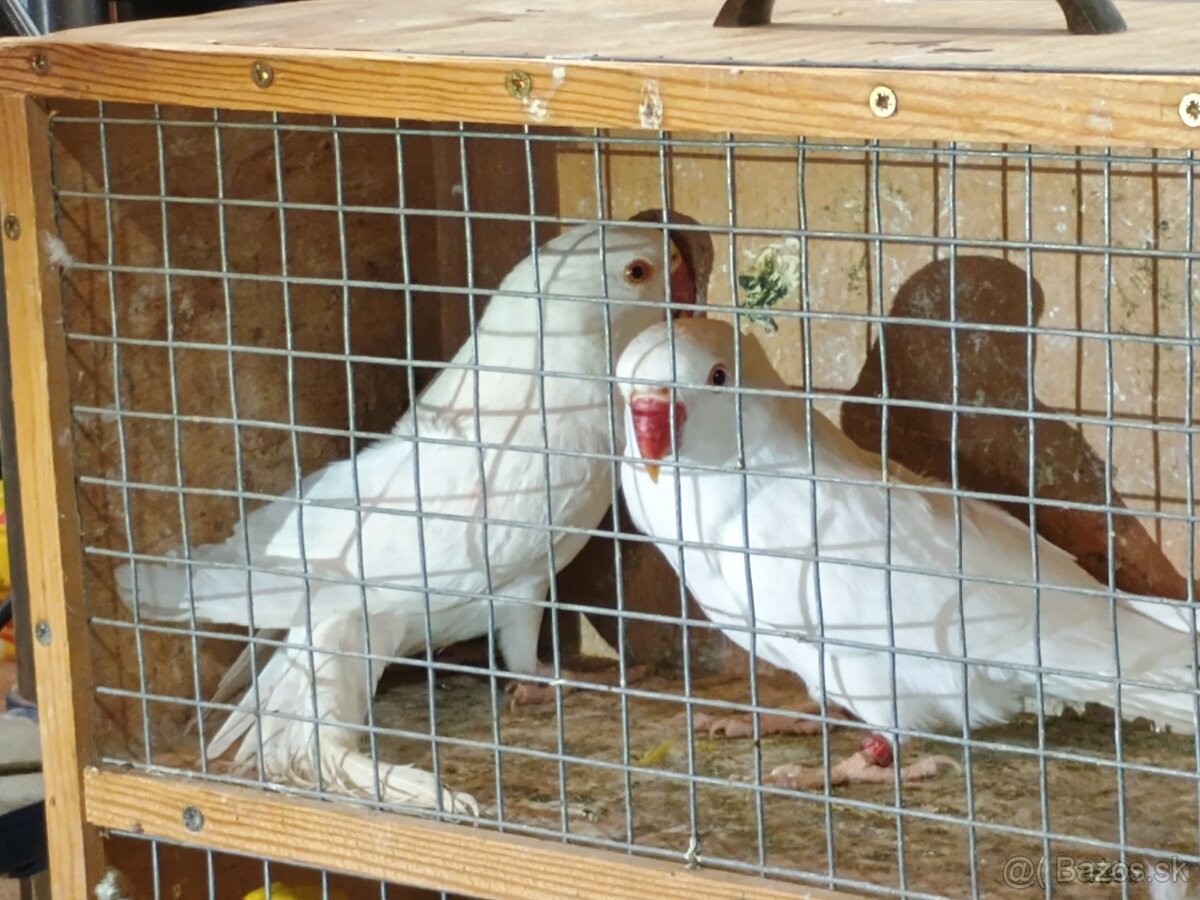 Predam alexander maly