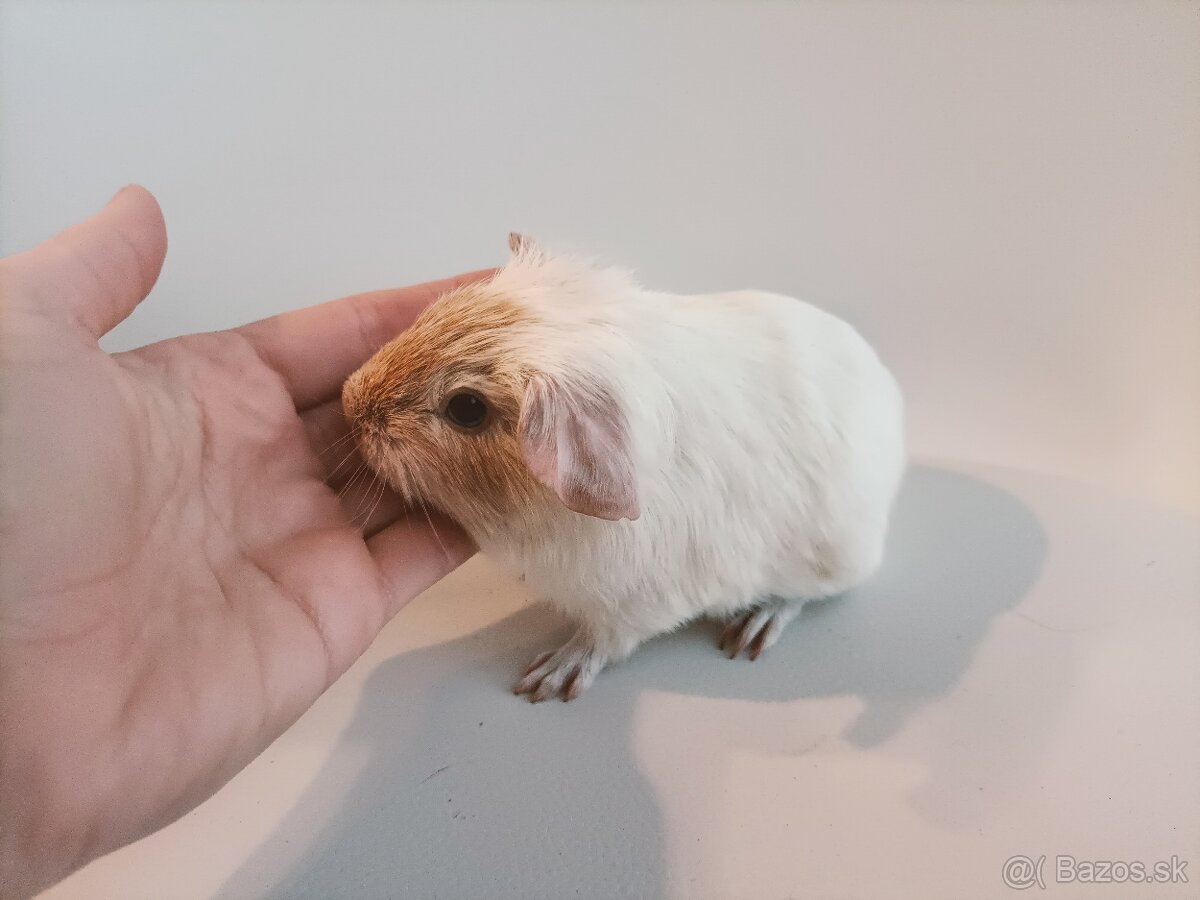 Cistokrvne morčatá