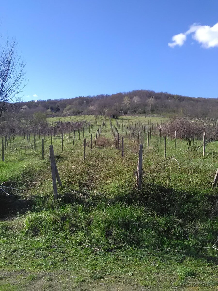 Predám vinohrad v Rači pri Peknej ceste