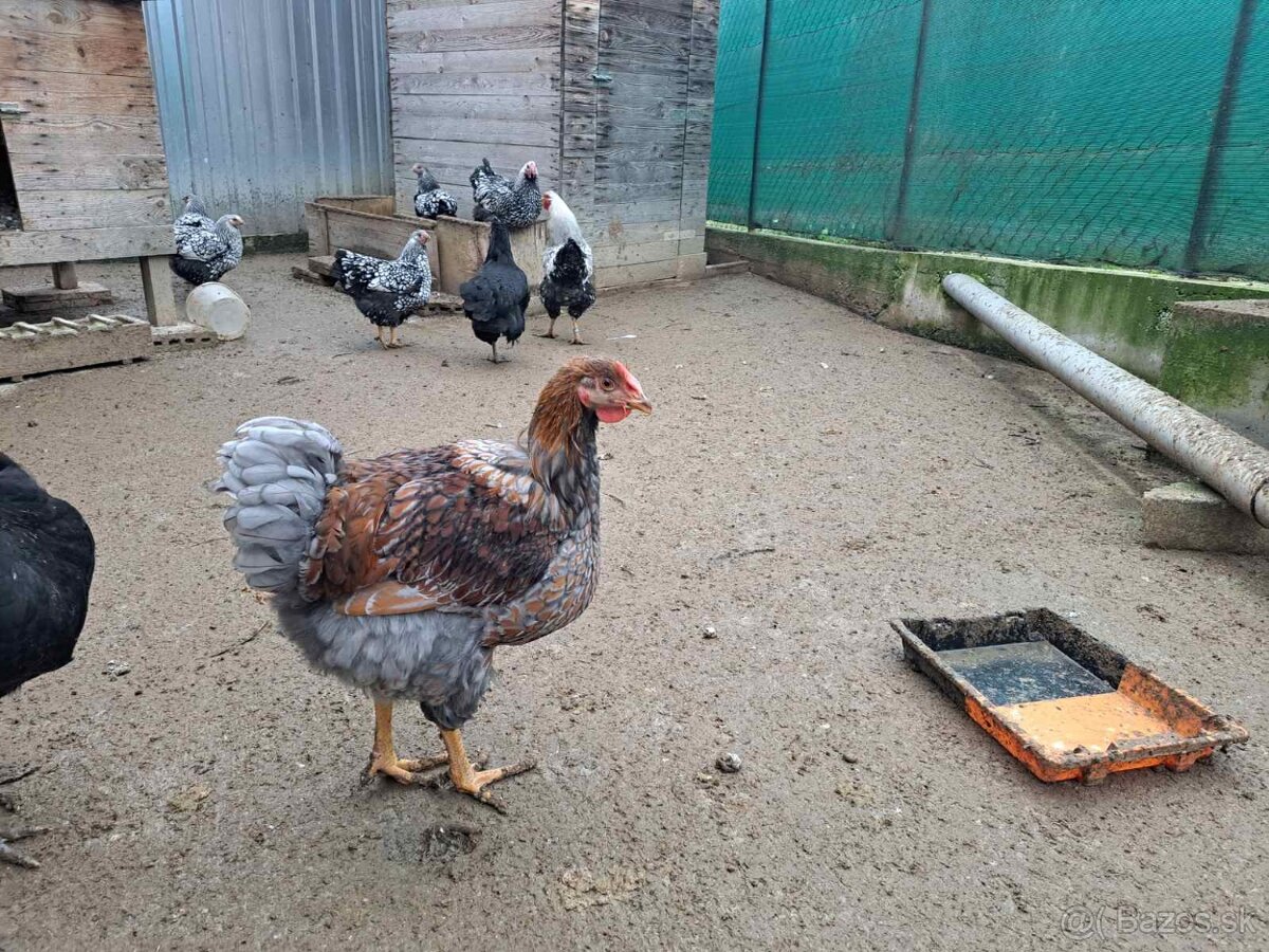 Wyandotka modro lemovana