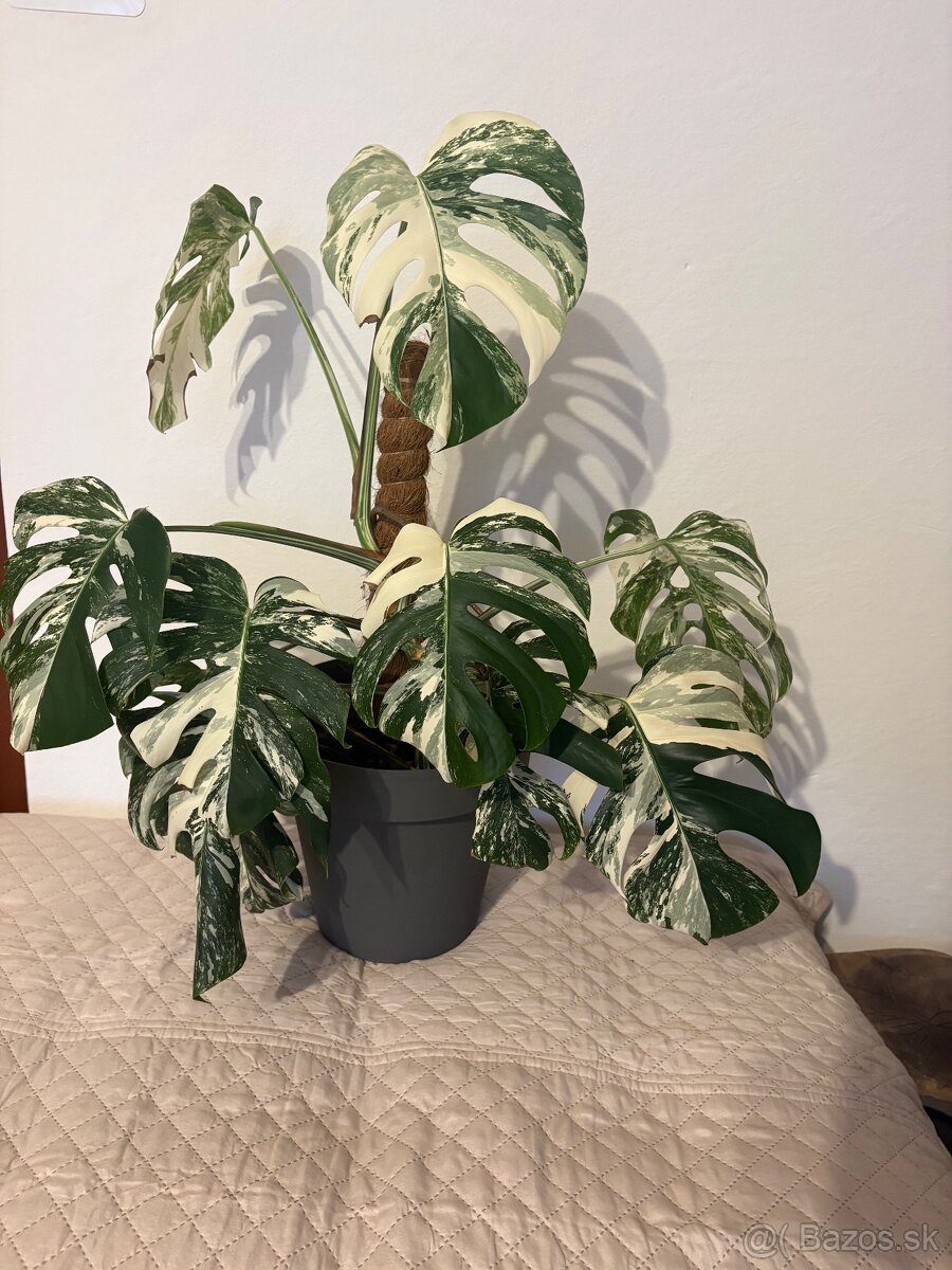 Monstera Deliciosa Albo Variegata