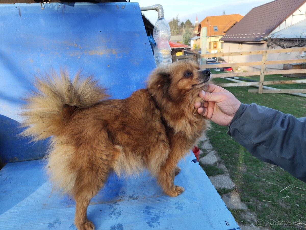 Sučka nemeckého červeného špica