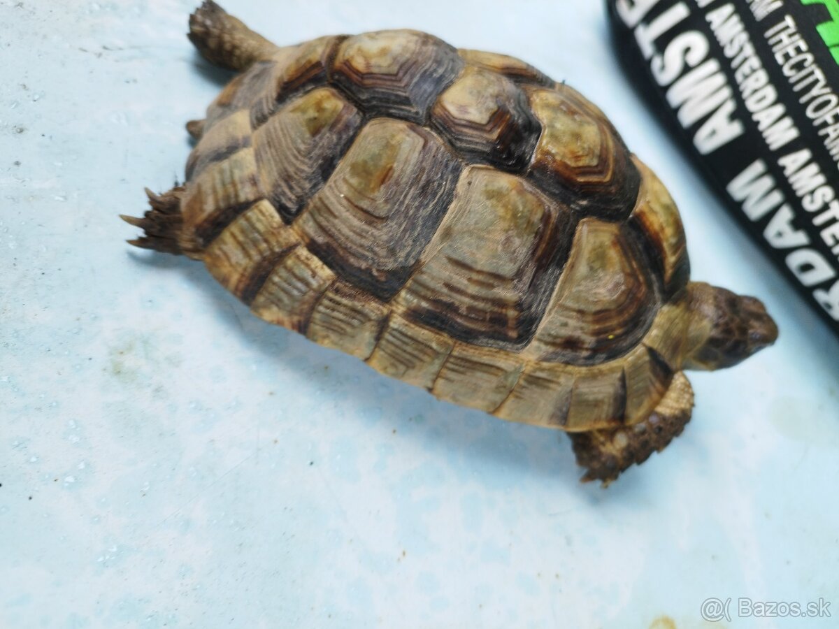 Marginata