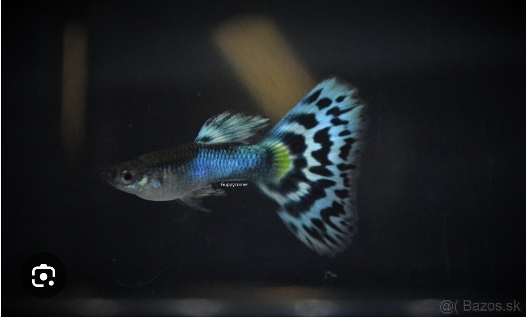 Gubka Japan Blue Mosaic