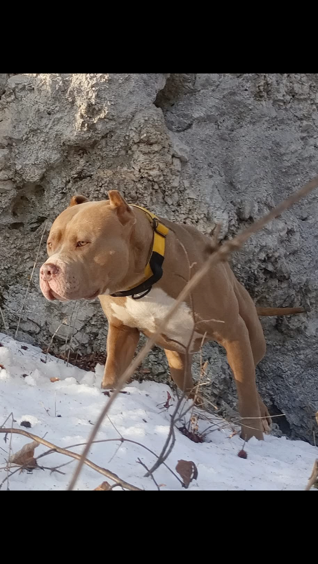 Bully XL