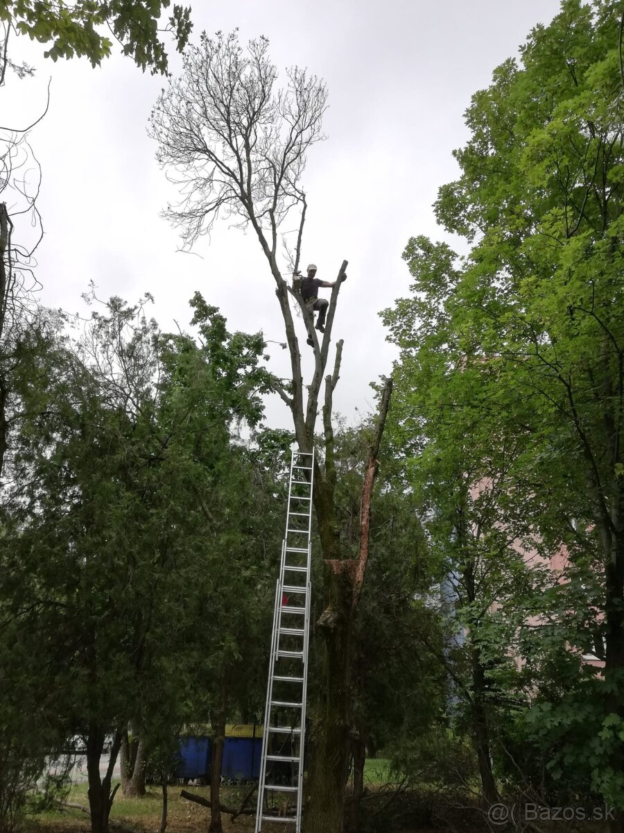 Rezanie tují výruby stromov