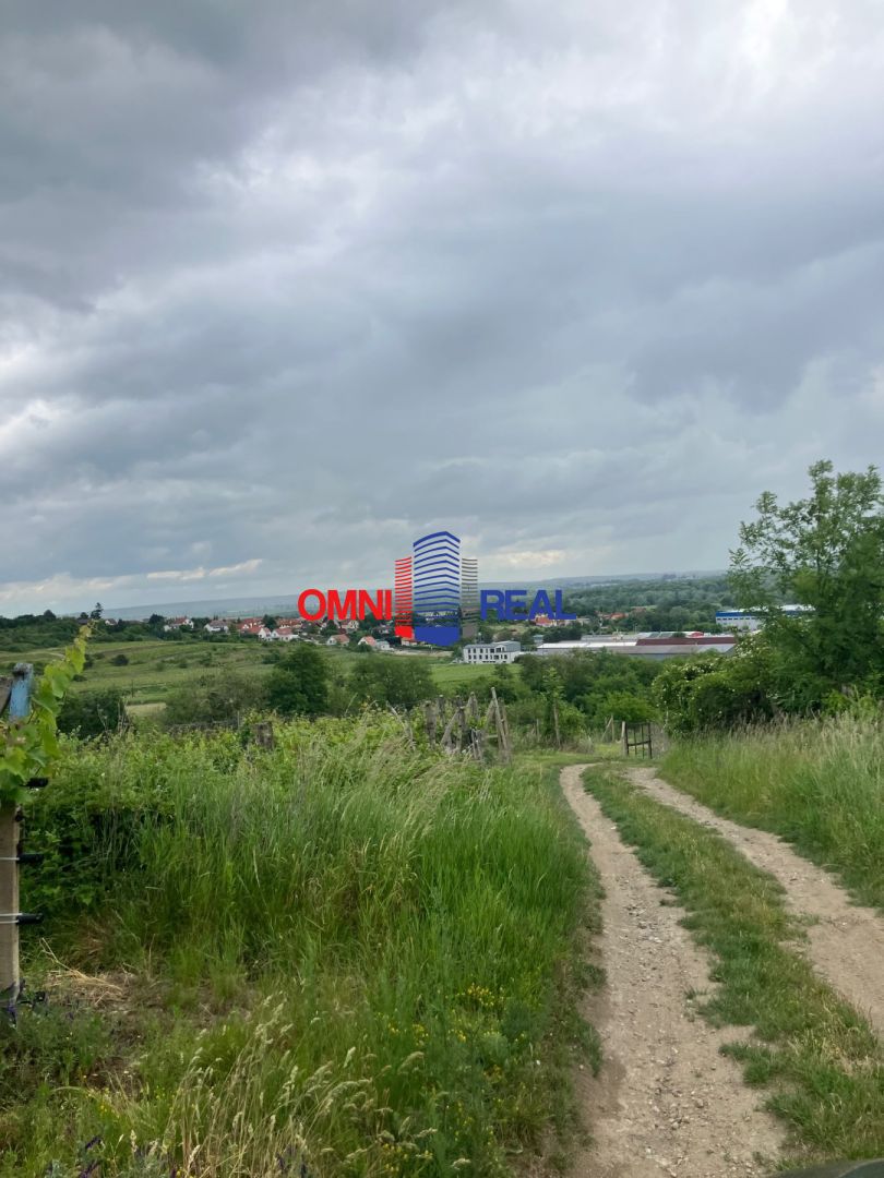 Neobrábaný vinohrad Svätý Jur, smerom na Bratislavu, lokalit