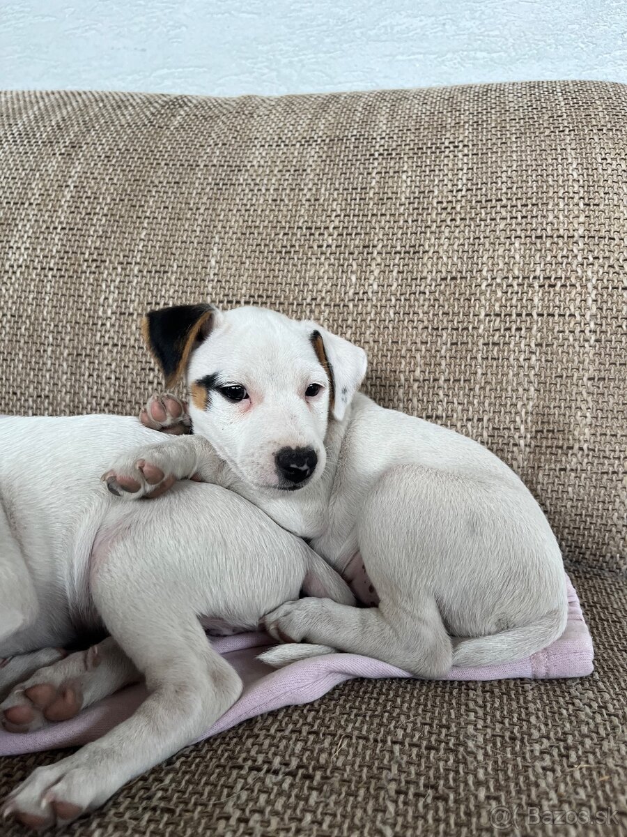 Jack Russell Terier Tricolor