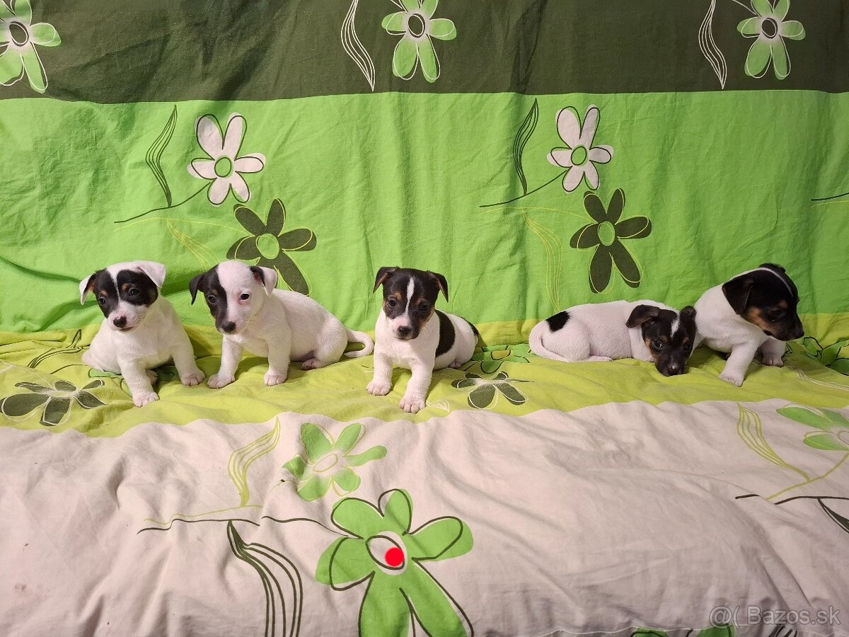 Jack russell terier
