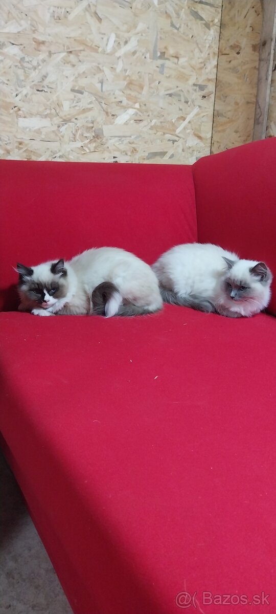 Ragdoll