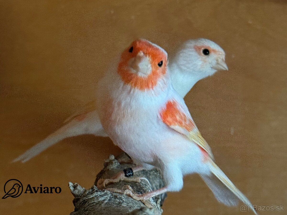 🦜Kanár mozaikový – tohtoročné mláďatá z chovu Aviaro