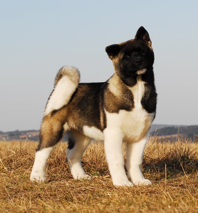 Americká Akita
