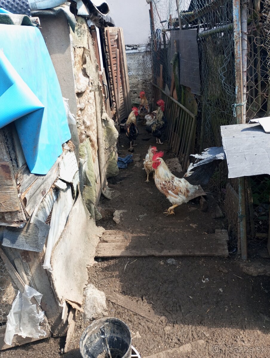 Predám kohúty 15€