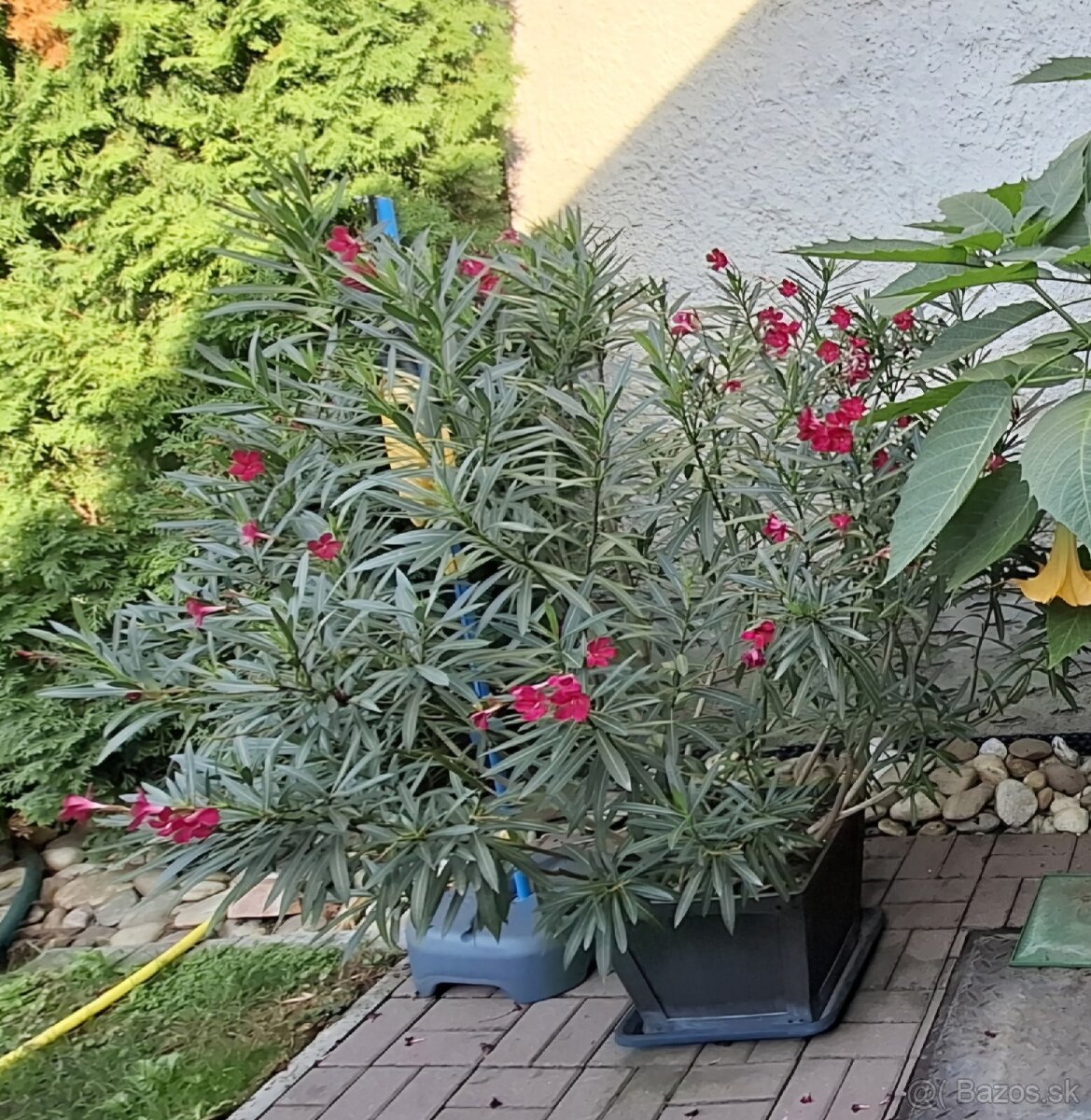 Predam Oleander vyska 150cm