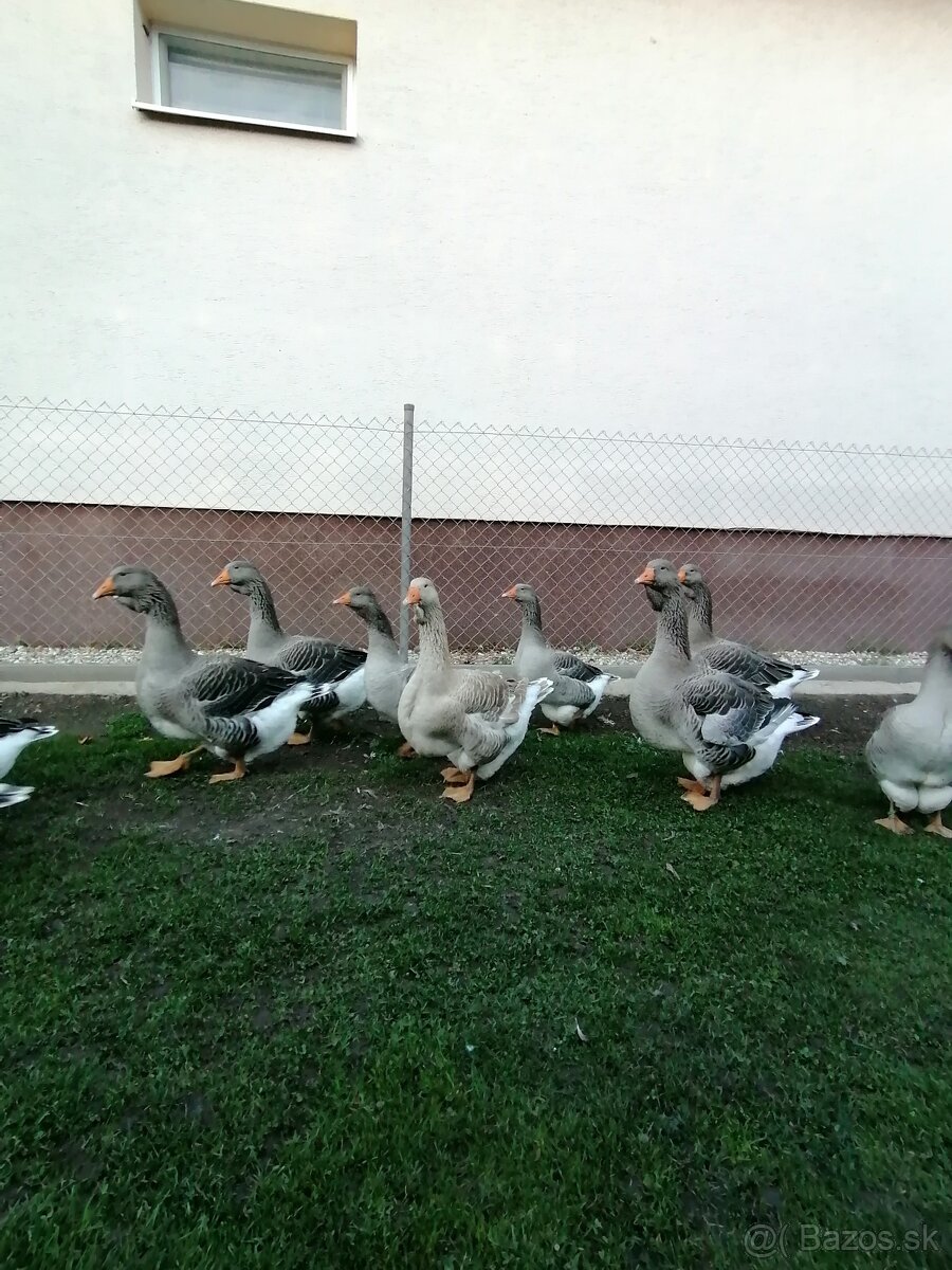 Husy landenske a tuluzske