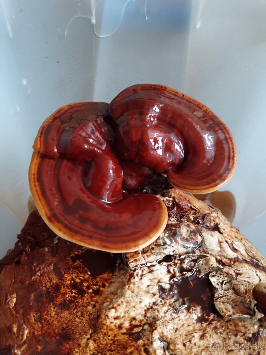 Reishi