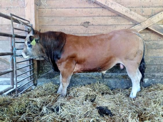 AKCIA - Býk Parthenaise/Aubrac