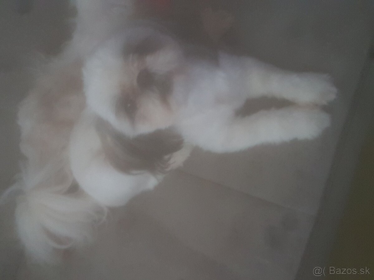 Dám na adopciu psiky shih-tzu,shi-tzu 11mesicu