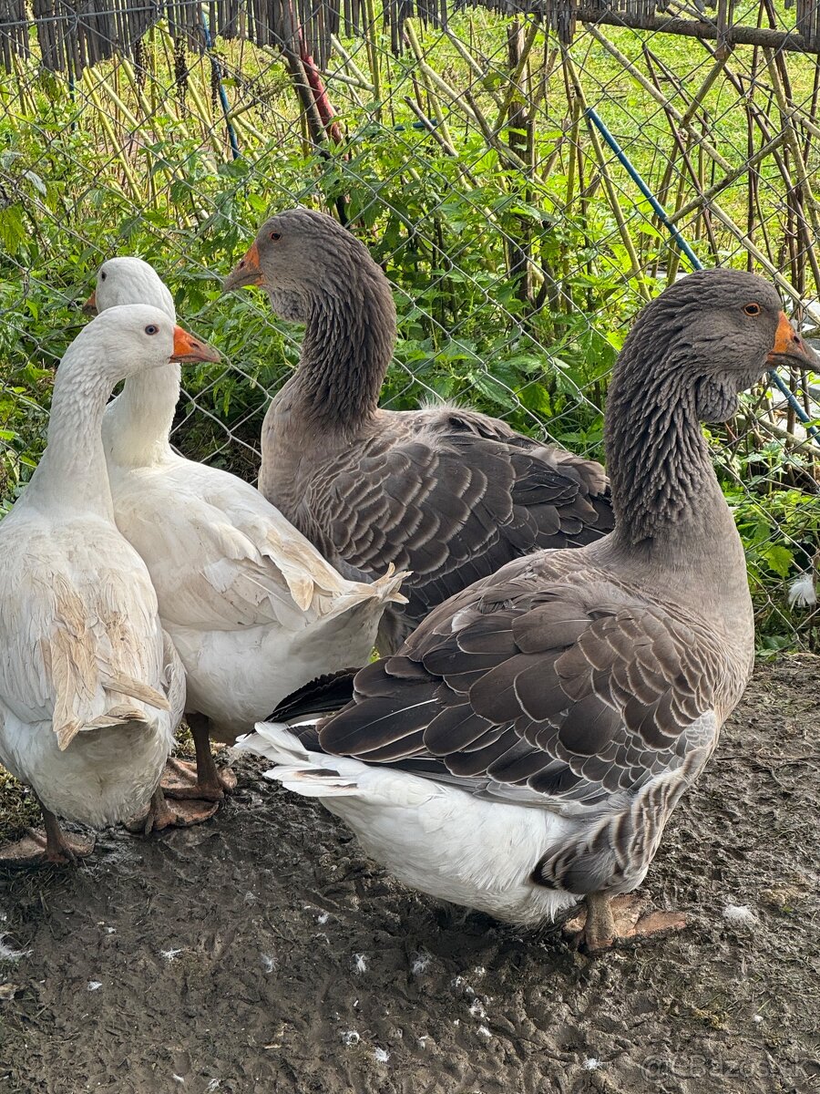 Morky husy páv