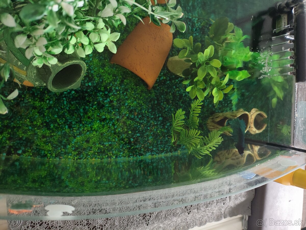 Akvárium s rybkou