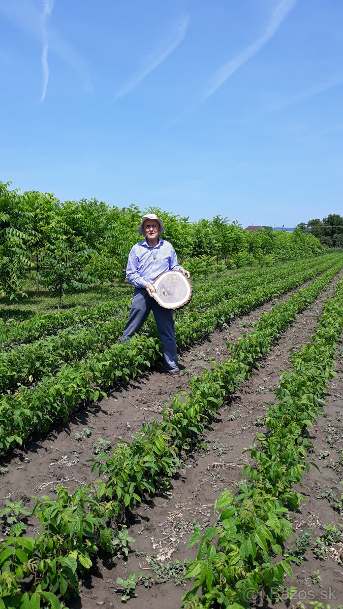Orech čierny - sadenice. Orech čierny - Kotora